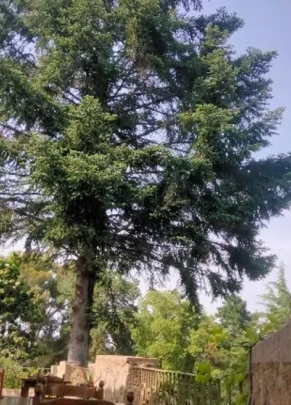 Rural Sant Llop 6