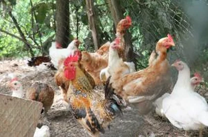 Agriturismo Gli Arancini 8