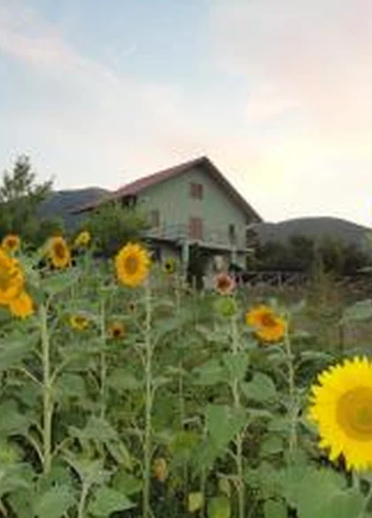 B&B Green House 6