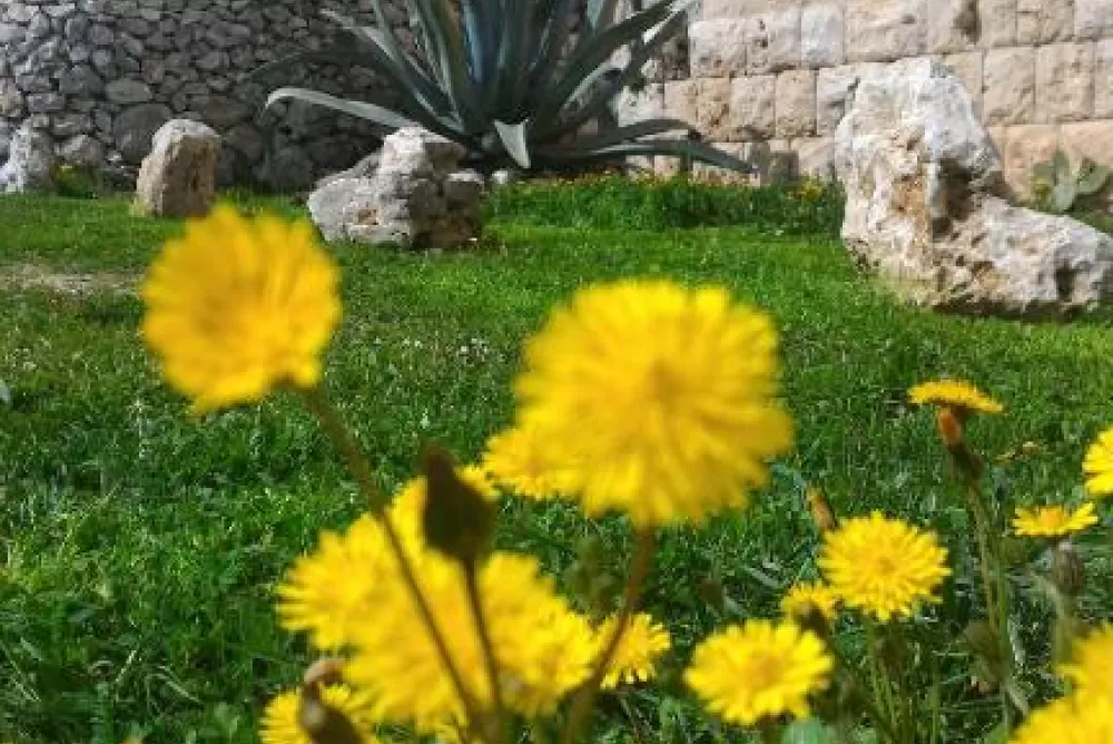 Giardino ampio e curato
