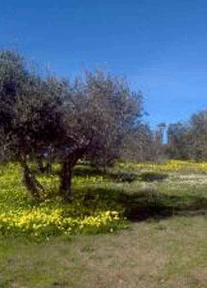 Agriturismo Su Livariu di Teresa Casu 6